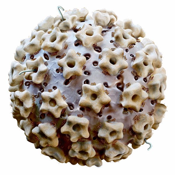 Do The Types Of Hpv That Cause Warts Cause Cancer